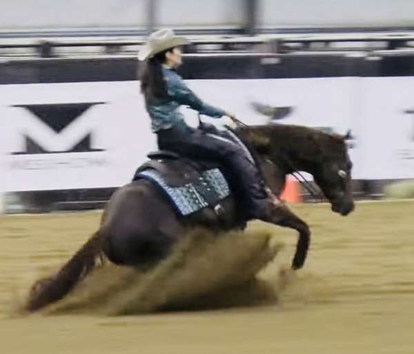 big-stopper-filly
