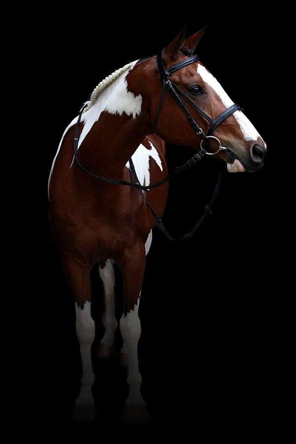 tobiano-classical-horse