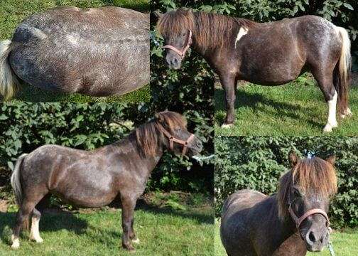brown-pintaloosa-horse