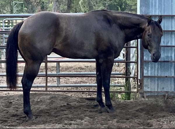 smokey-black-quarter-horse-stallion
