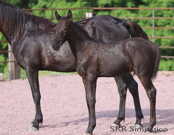 sport-horse-andalusian
