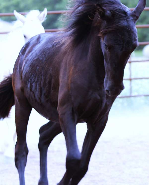 sport-horse-andalusian