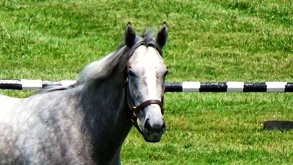 eventing-horses-for-sale-thoroughbred