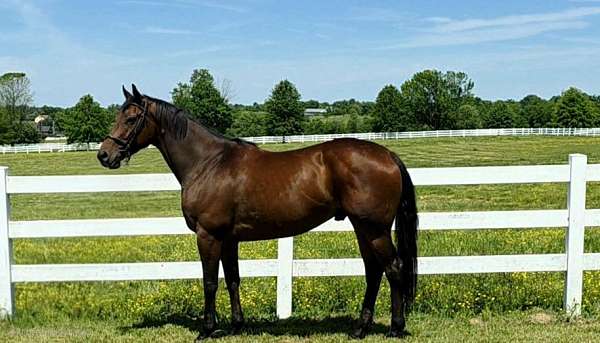 horses-for-sale-thoroughbred