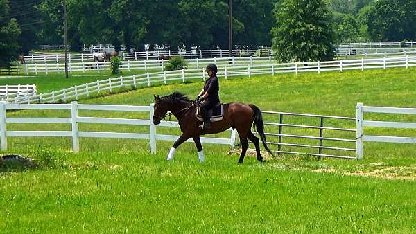 ottbs-for-sale-thoroughbred-horse