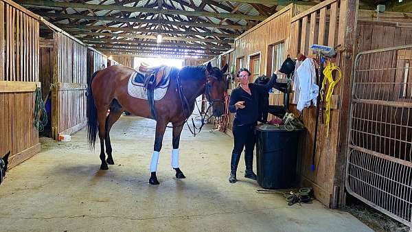eventing-horses-for-sale-thoroughbred