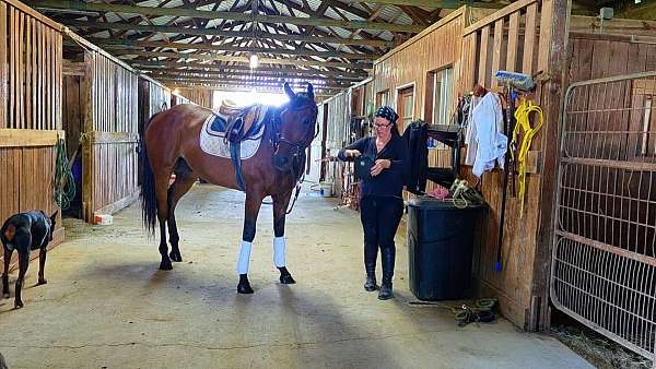 thoroughbred-sport-horses