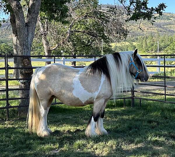 import-gypsy-vanner-horse