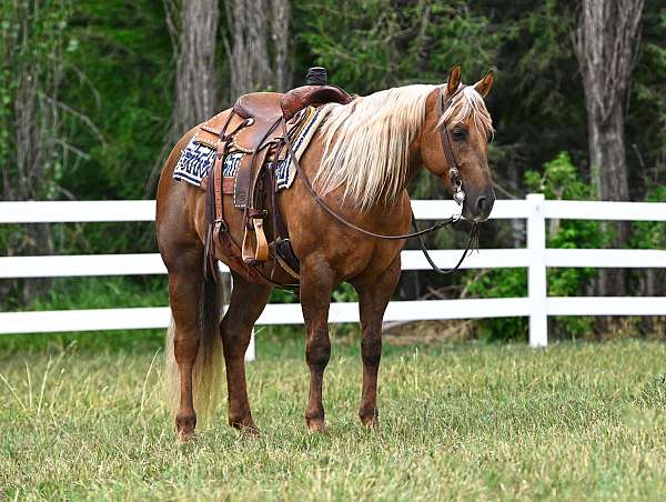 chocolate-reined-cow-horse