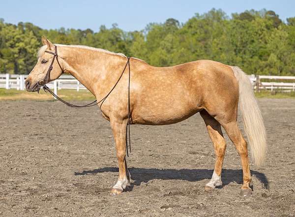western-dressage-arabian-palomino-horse