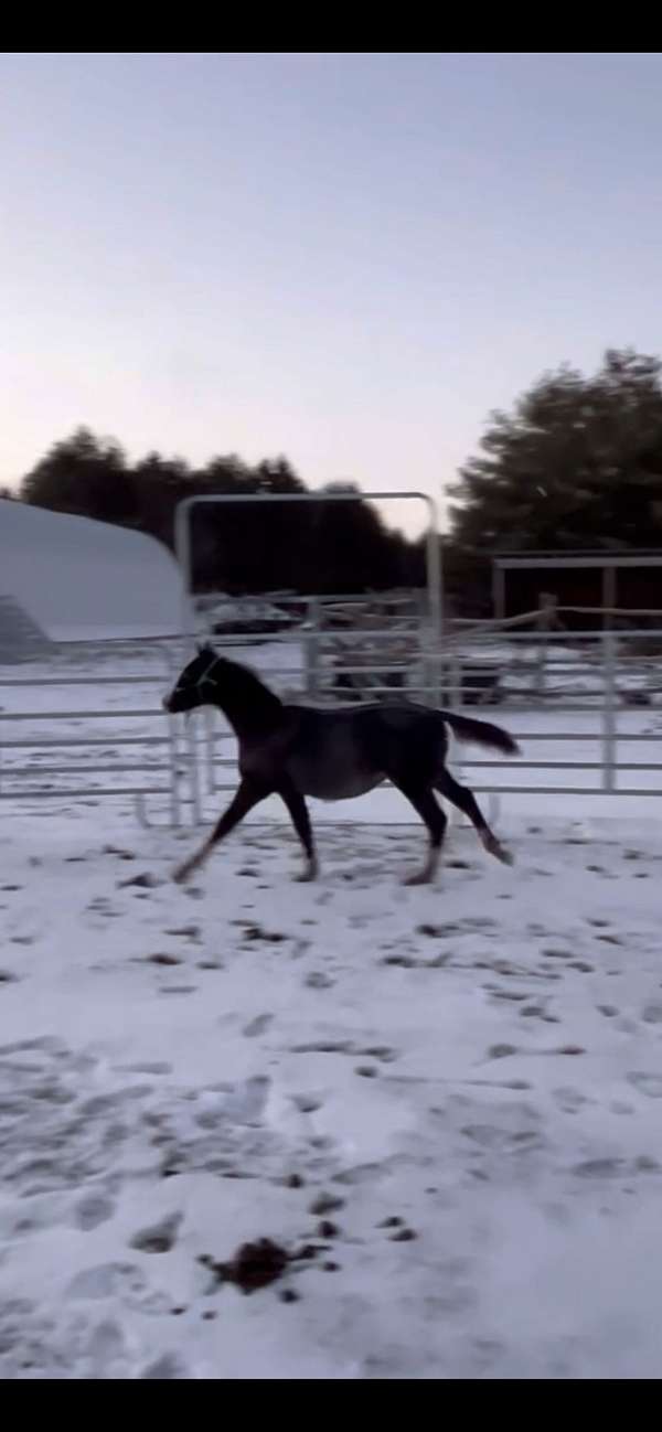 10-hand-dutch-warmblood-filly