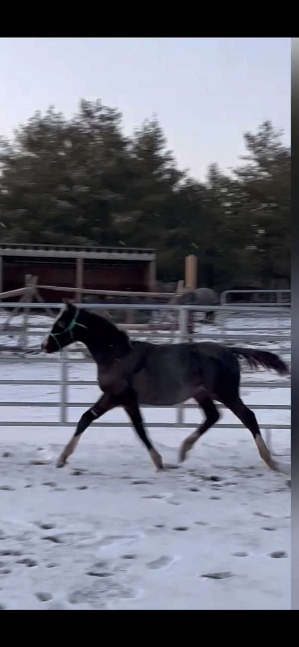 10-hand-dutch-warmblood-horse