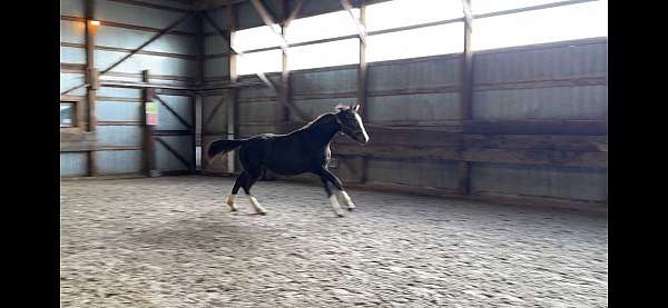 champion-jumper-dutch-warmblood-horse