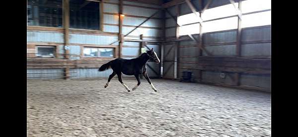 echo-dutch-warmblood-horse