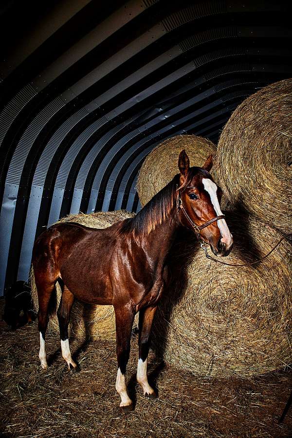 gates-dutch-warmblood-horse