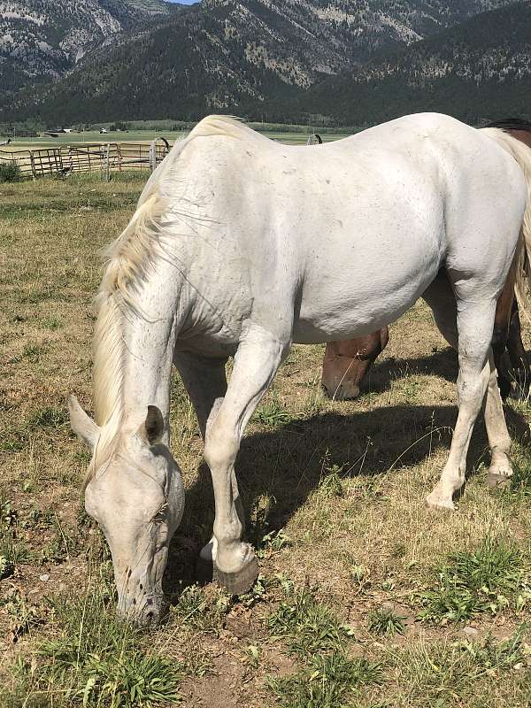 ranch-work-araappaloosa-horse