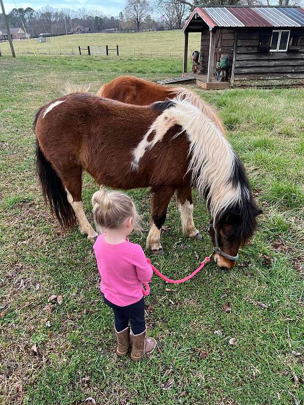 child-friendly-welsh-pony