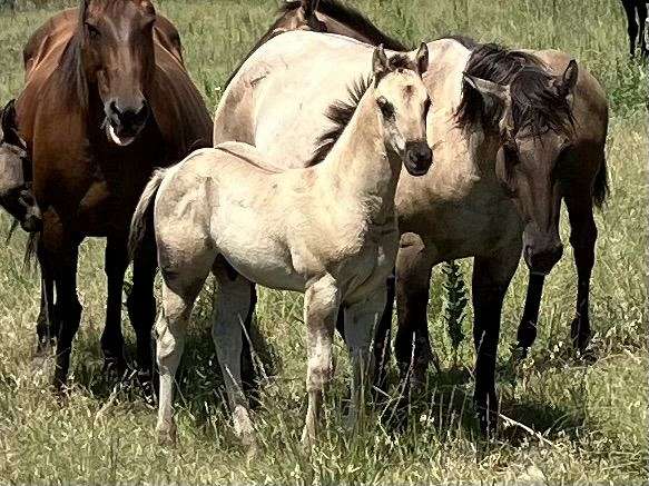 rebelen-ranch-quarter-horse