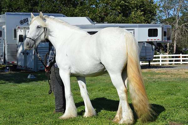 pattern-gypsy-vanner-horse