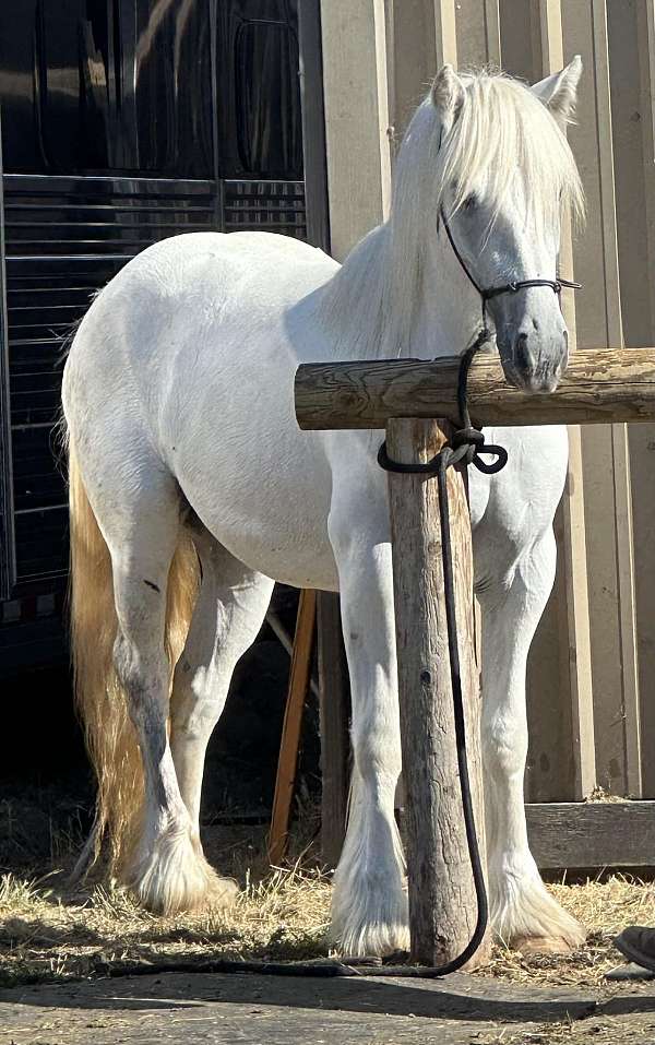 spot-gypsy-vanner-horse