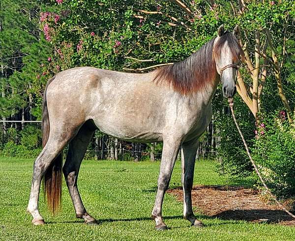 grey-black-mixed-mane-tail-horse