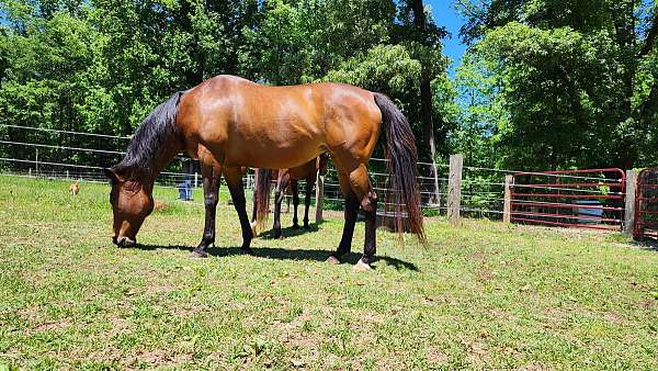 ottb-project-horse-thoroughbred
