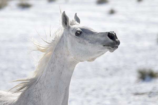 easy-going-mare-arabian-horse