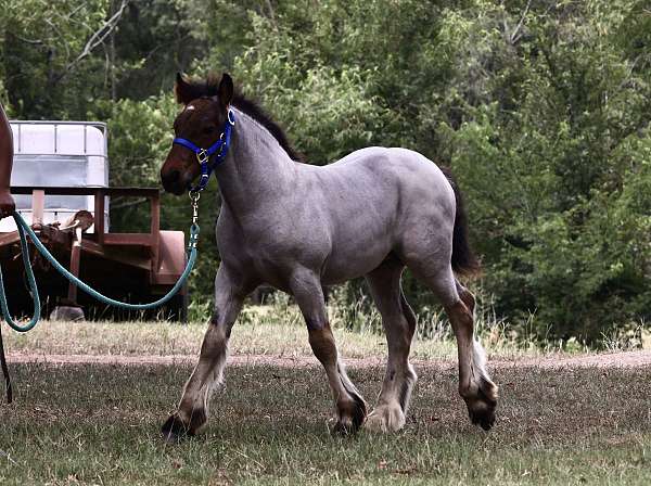 draft-gypsy-vanner-horse