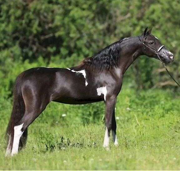 beautiful-color-miniature-horse