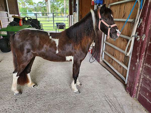 beautiful-color-miniature-horse