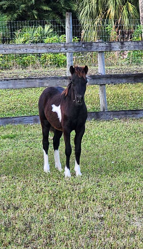 pinto-white-socks-star-horse