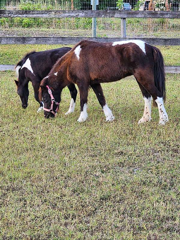 beautiful-color-miniature-horse