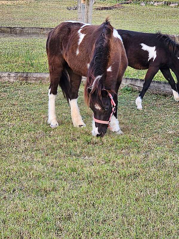 cream-gene-miniature-horse