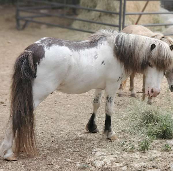 white-with-black-frame-over-markings-mane-tail-horse