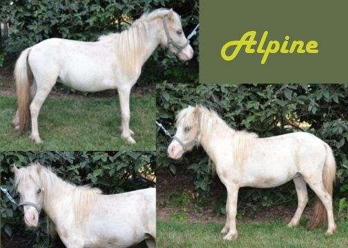 broken-miniature-horse