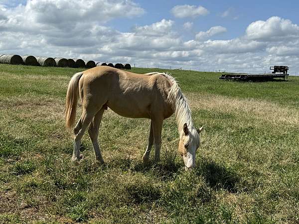 all-around-paint-horse