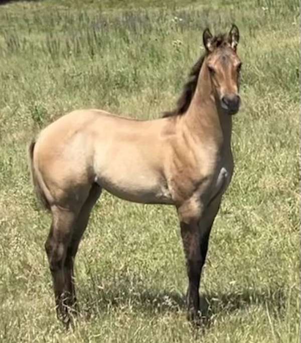 rebelen-ranch-horse