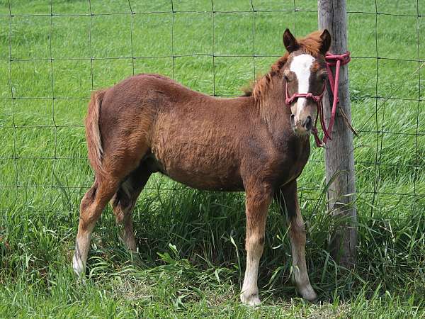 chestnut-miniature-pony-colt