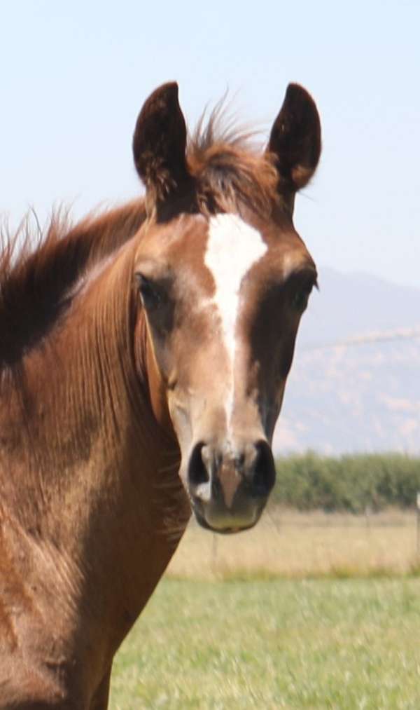sorrel-reined-cow-reining-horse
