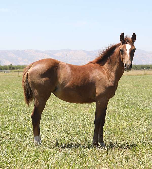 reined-cow-reining-filly