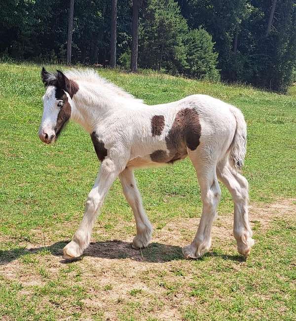 black-white-clydesdale-filly