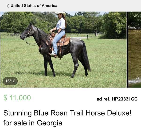 blue-roan-flashy-horse