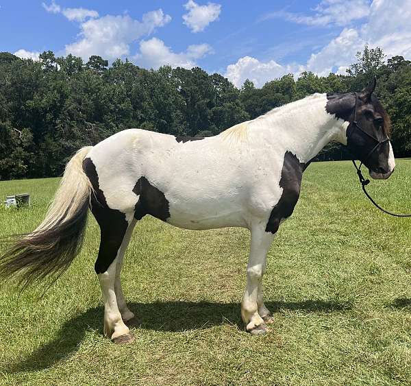 pinto-friesian-gelding