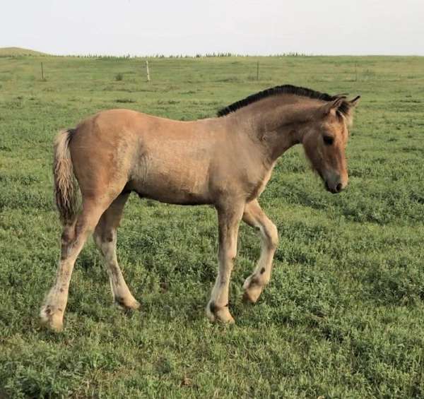 fjord-friesian-horse