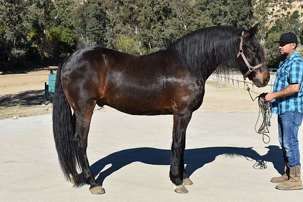 forever-horse-home-andalusian