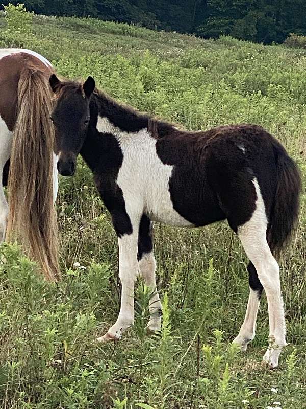 pinto-shetland-pony-colt
