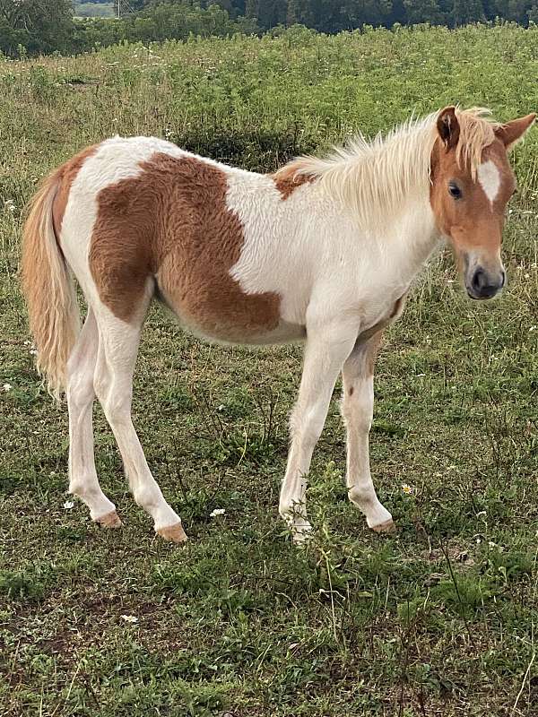 pinto-shetland-pony-colt