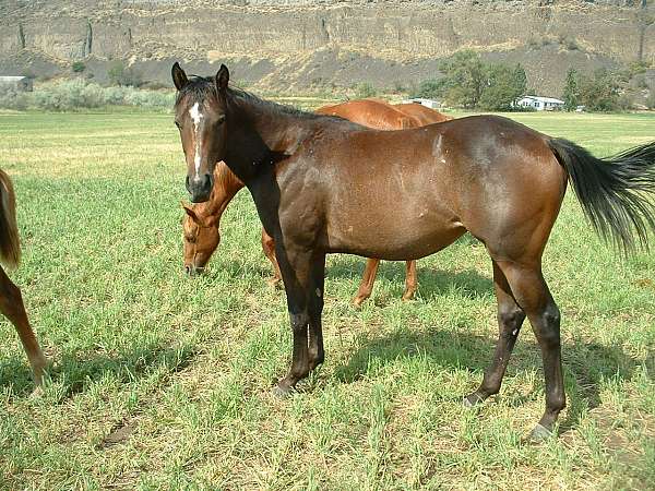 brown-roaning-horse