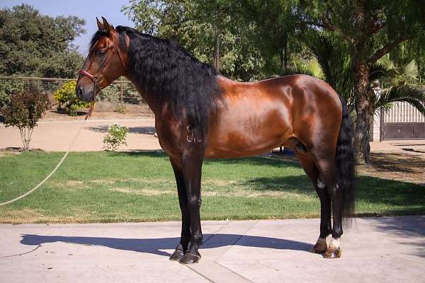 firest-level-andalusian-horse