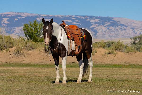 gaited-trail-pony-tennessee-walking